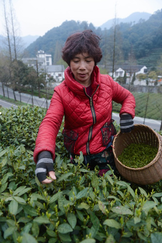 安康富硒茶清明茶