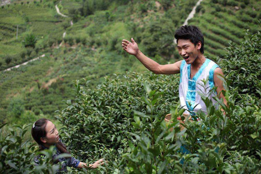 紫阳富硒茶什么茶