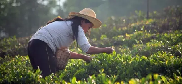 紫阳富硒茶什么茶