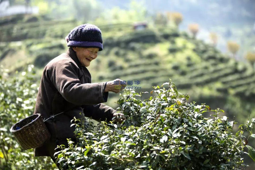 紫阳富硒茶什么茶