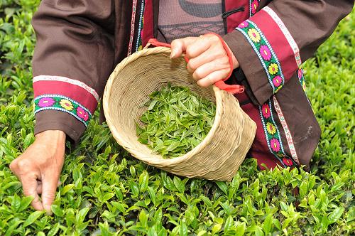 恩施富硒茶有硒吗