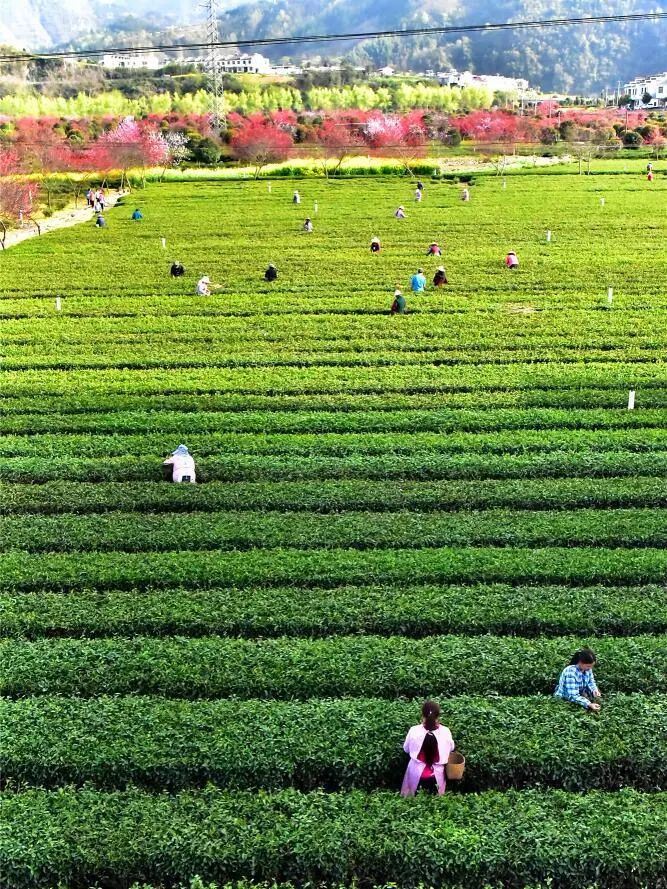 安康富硒茶 脱贫