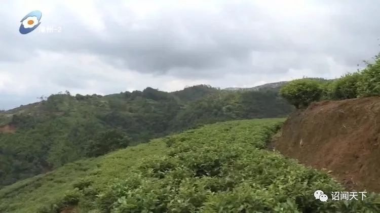 有机富硒茶 诏安