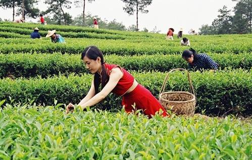 达州 富硒茶产业