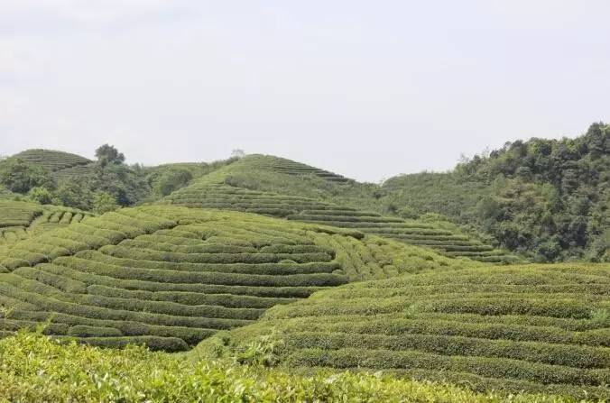 达州 富硒茶产业