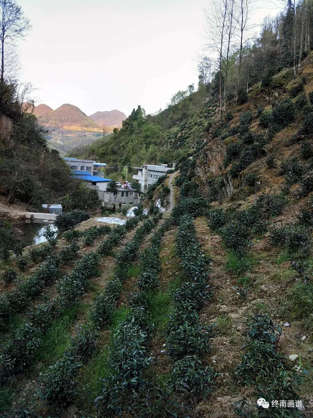 紫阳富硒茶 有机