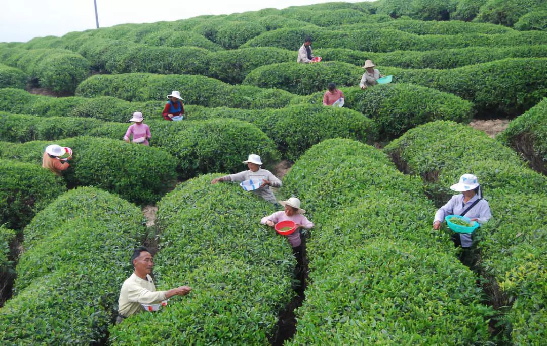 富硒茶 达州专卖