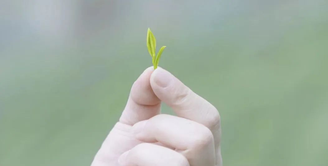 紫阳富硒茶 有机