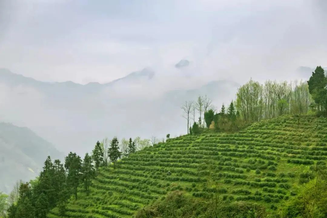 紫阳富硒茶 有机