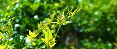 雨露茶业 富硒茶