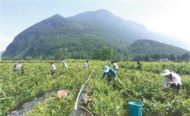 雨露茶业 富硒茶