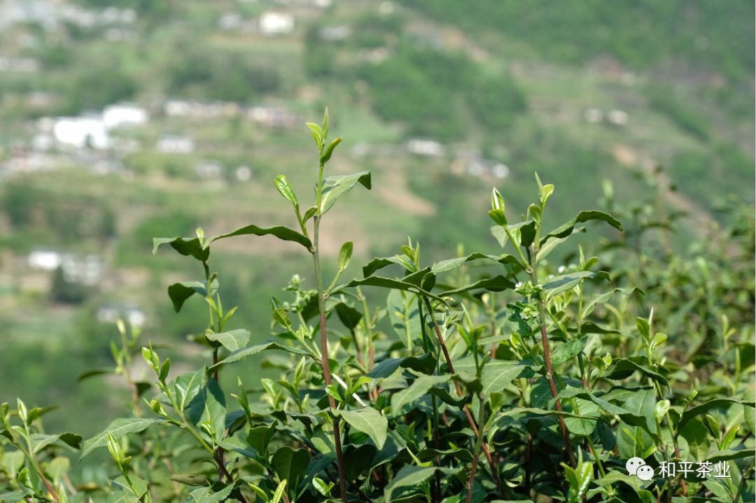 紫阳富硒茶 有机