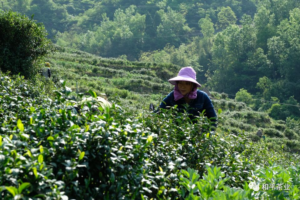 紫阳富硒茶 有机