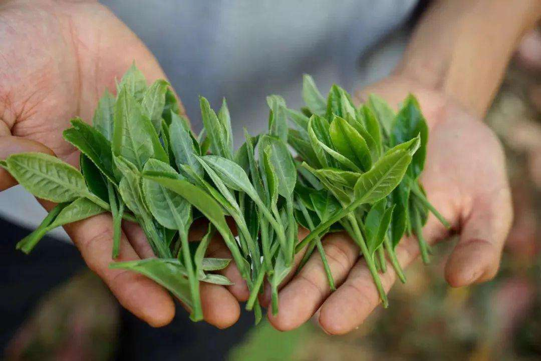 雨露茶业 富硒茶