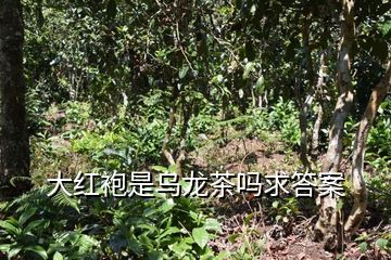 大红袍是乌龙茶吗求答案