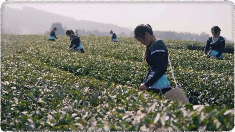 茶凌春富硒有机茶