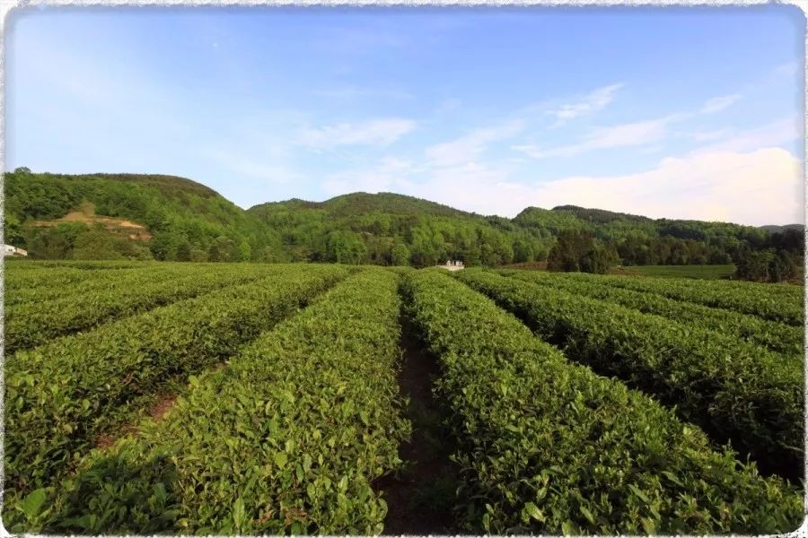 茶凌春富硒有机茶