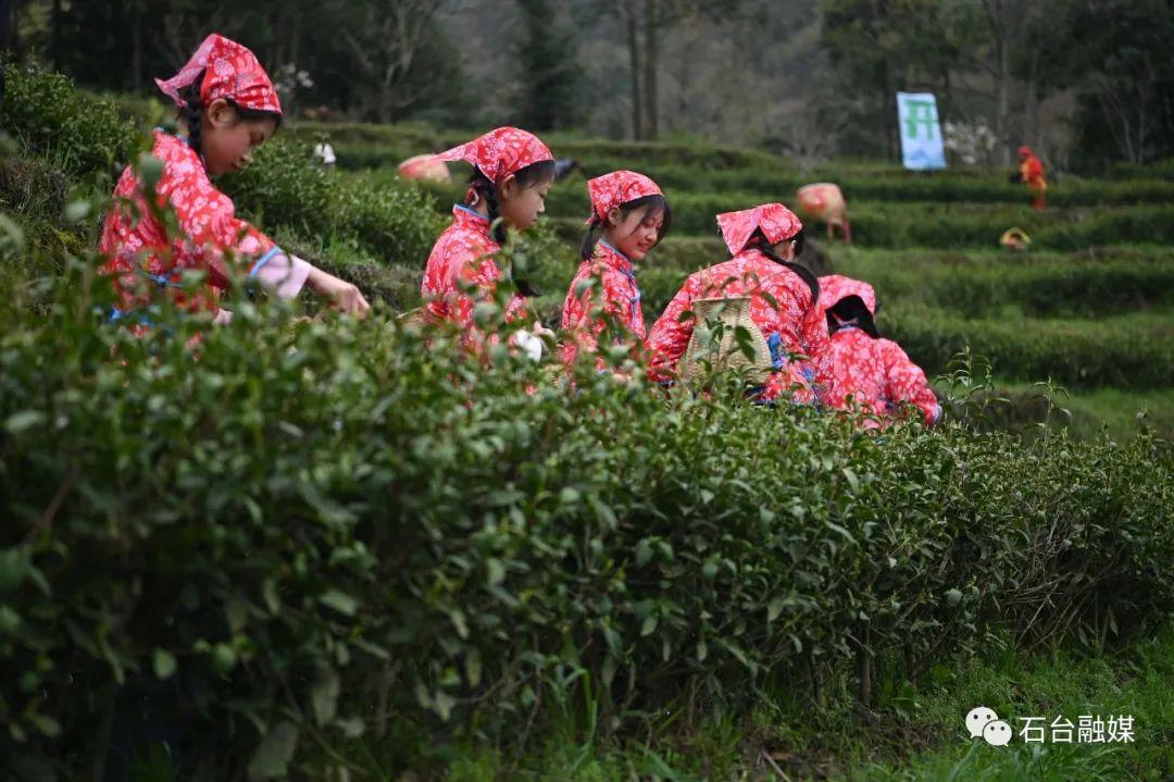 石台富硒茶的优点