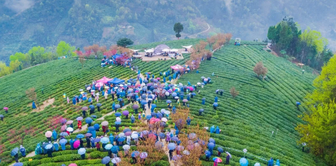 春之茶紫阳富硒茶