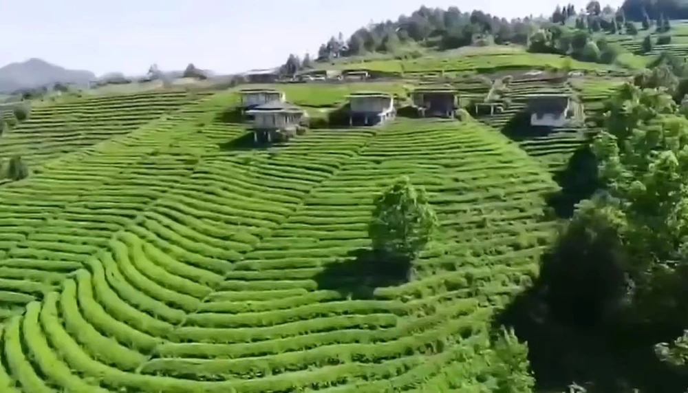 开阳田坎村富硒茶