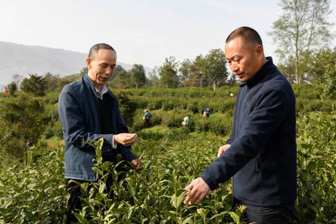 陕西最好的富硒茶