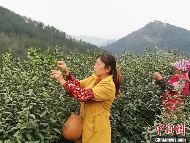 富硒茶的价钱如何