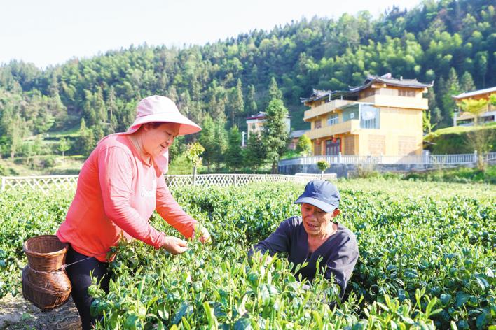 恩施富硒黑茶价格