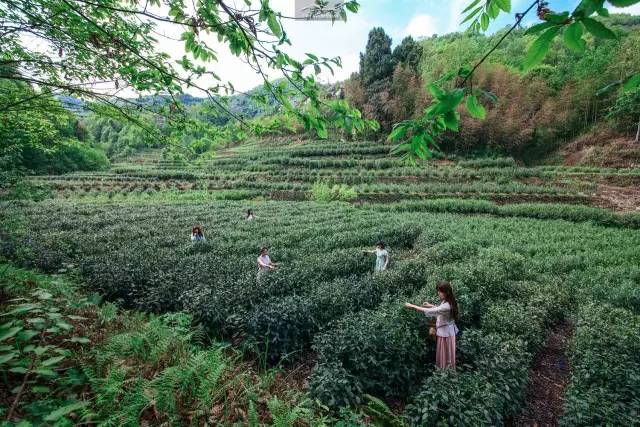 陕南富硒茶有哪些