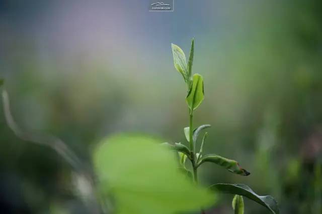 陕南富硒茶有哪些