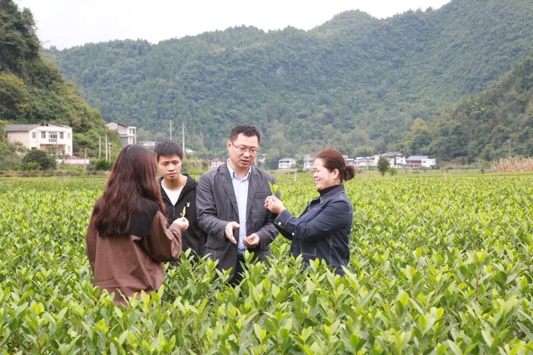 湖北恩施富硒抹茶