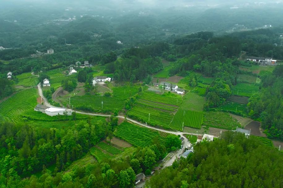 湖北恩施富硒抹茶