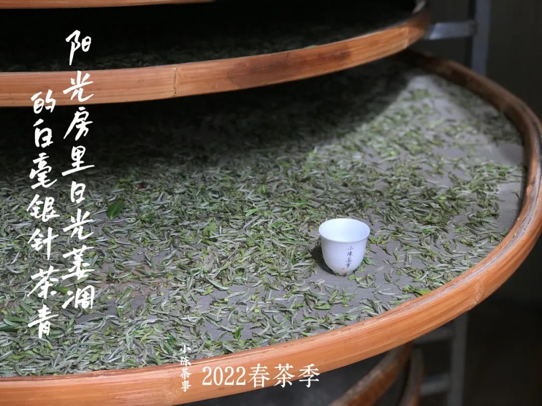 云南富硒白茶散茶