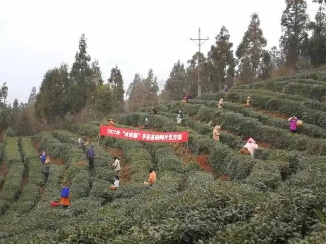 水城春天然富硒茶