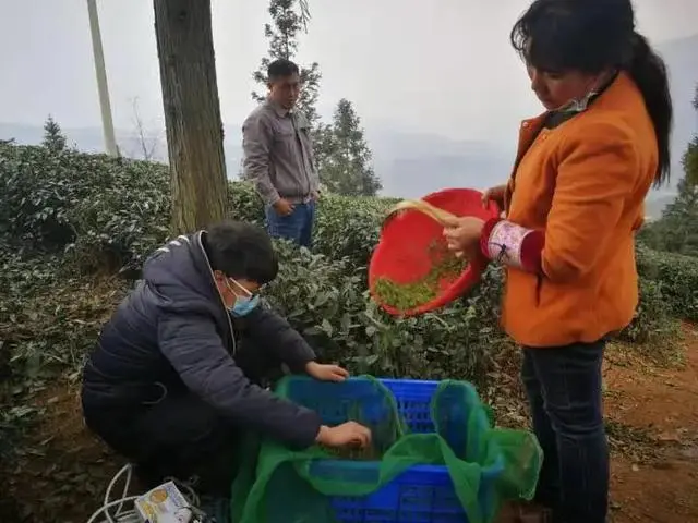 水城春天然富硒茶