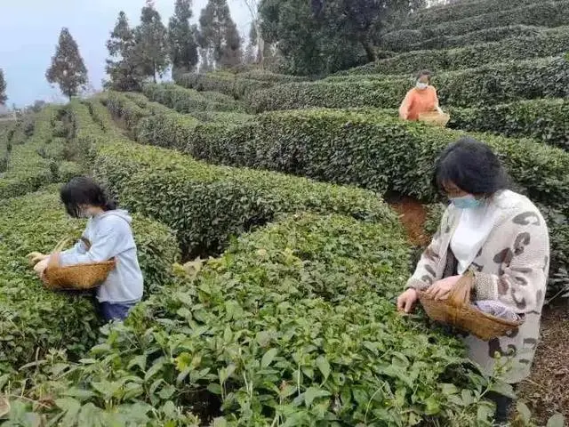 水城春天然富硒茶