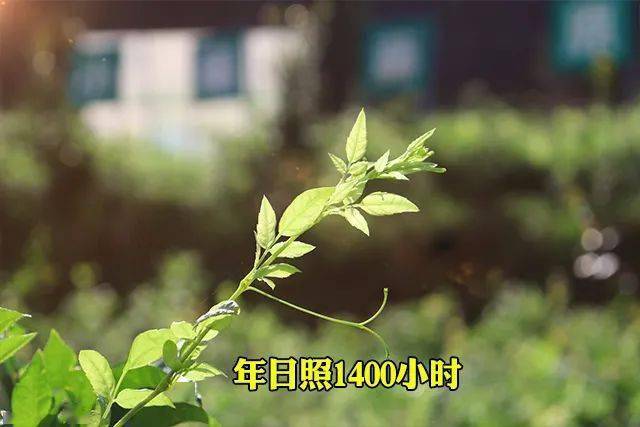 富硒藤茶怎么卖货