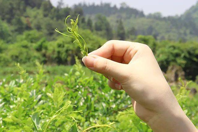 富硒藤茶怎么卖货