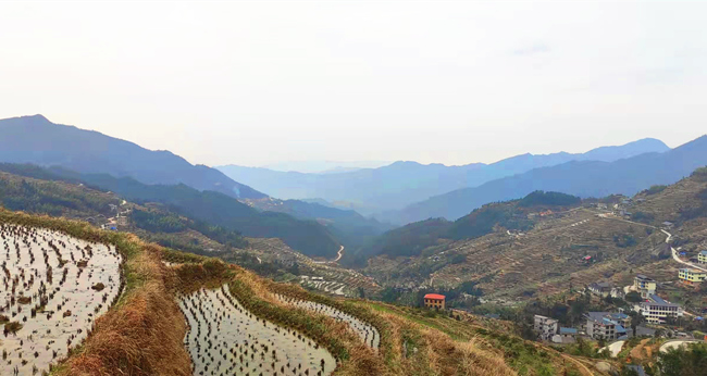 山旮旯富硒茶价格