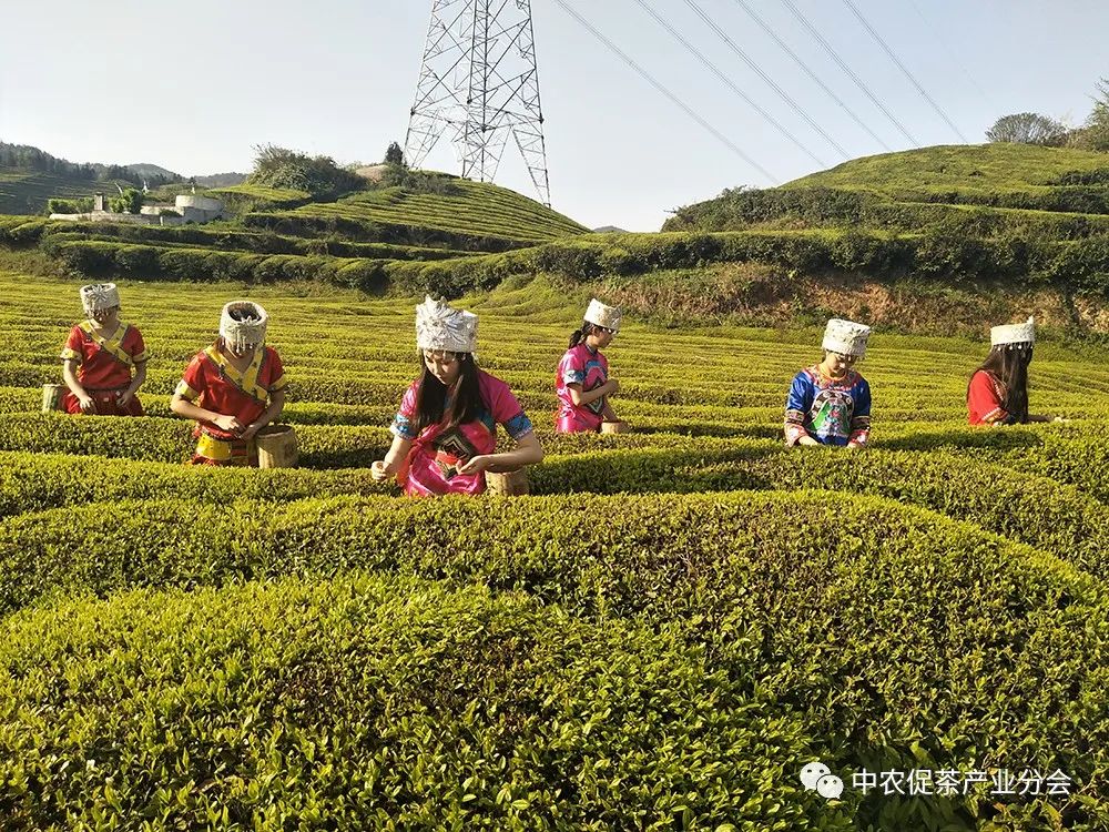 湖北特产富硒贡茶