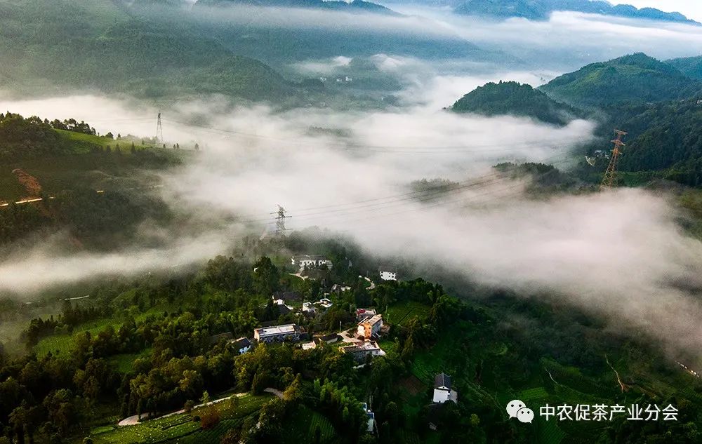 湖北特产富硒贡茶