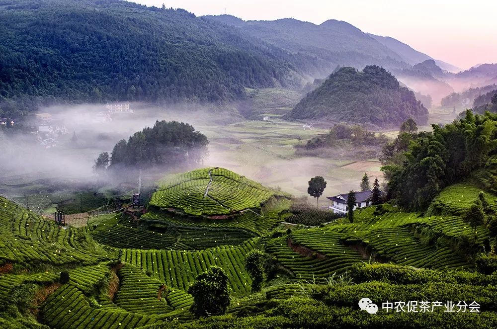 湖北特产富硒贡茶