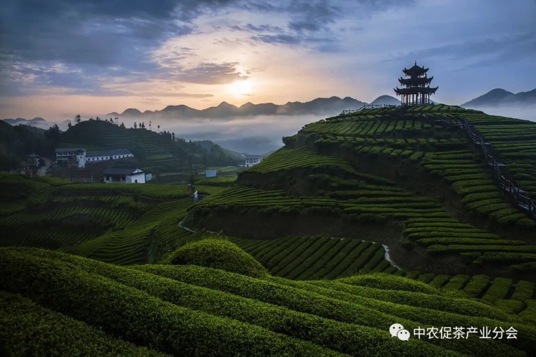 湖北特产富硒贡茶