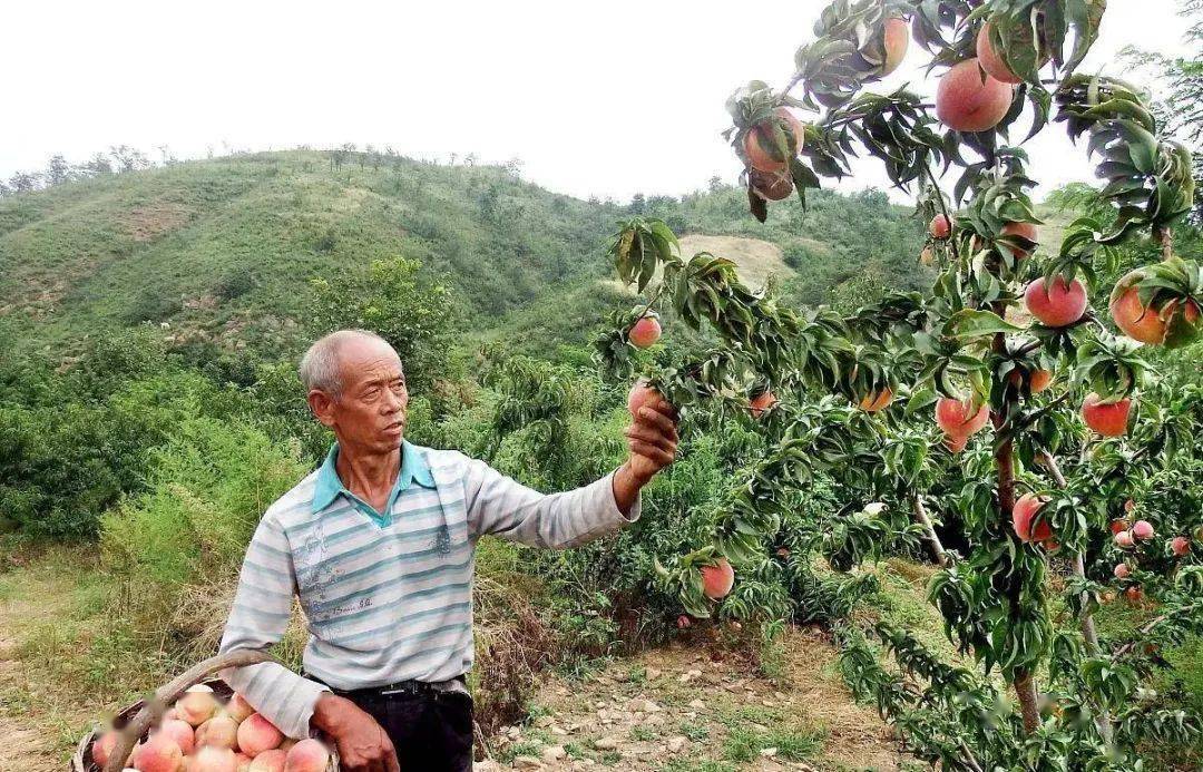 安康坪富硒茶直播