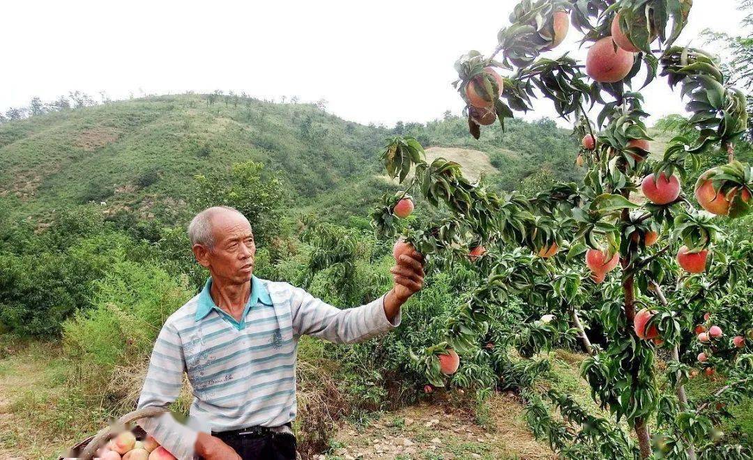 紫阳富硒茶有几种