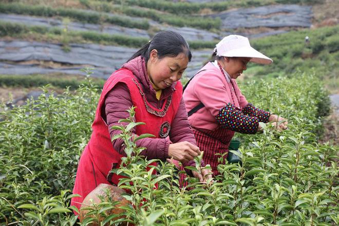 达州富硒茶哪家好