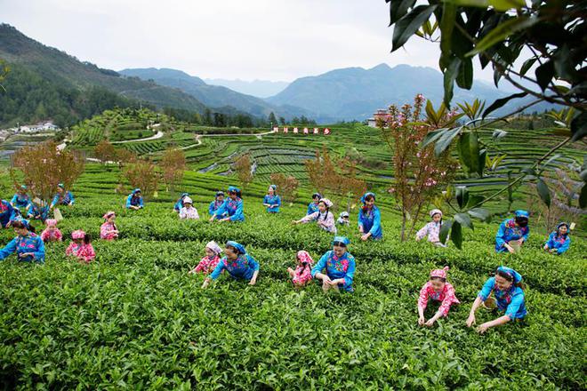 达州富硒茶哪家好