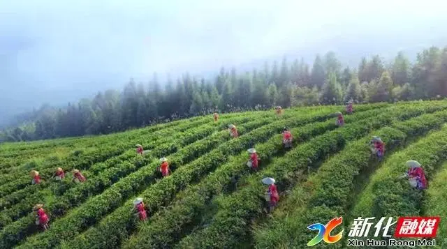 新化天门富硒寒茶