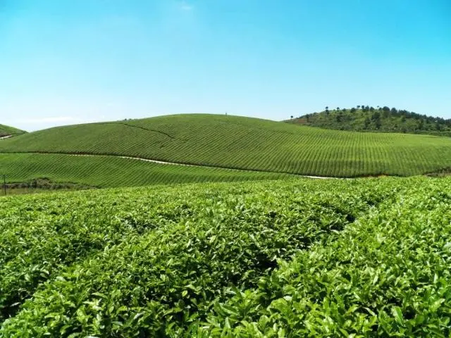 安徽凤冈富硒锌茶