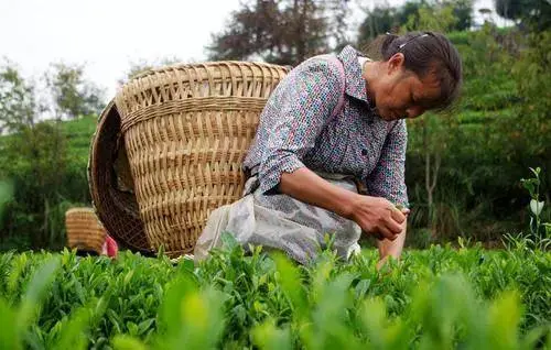 安徽凤冈富硒锌茶