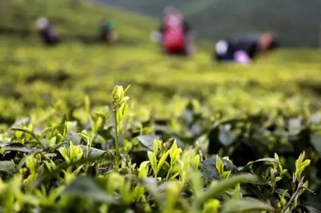 安徽凤冈富硒锌茶